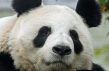 350342_panda  640x420.jpg