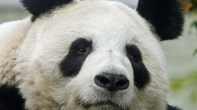 350342_panda 640x420.jpg