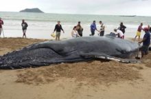 350369_velryba 640x420.jpg