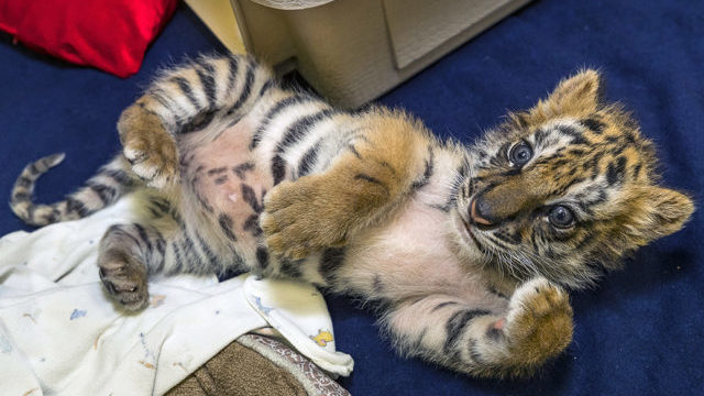 350479_tiger 640x420.jpg