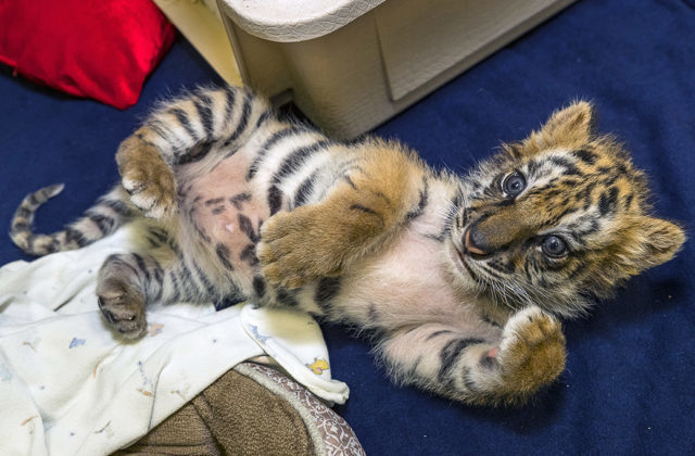 350479_tiger 640x420.jpg