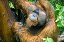 350720_orangutan_samec 640x420.jpg