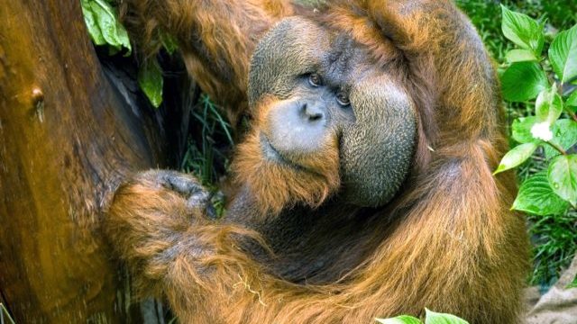 350720_orangutan_samec 640x420.jpg