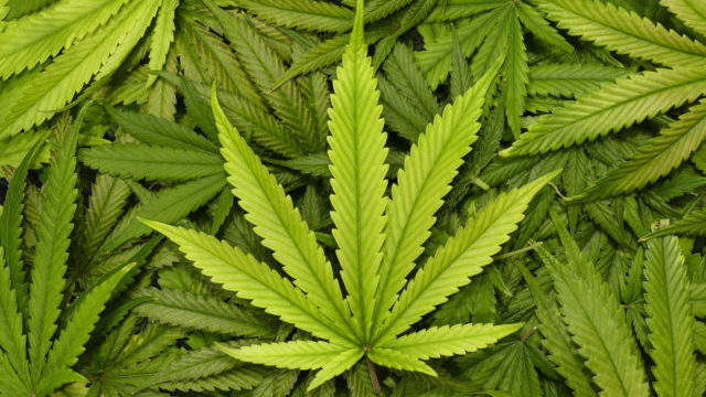 351368_marihuana 640x420.jpg