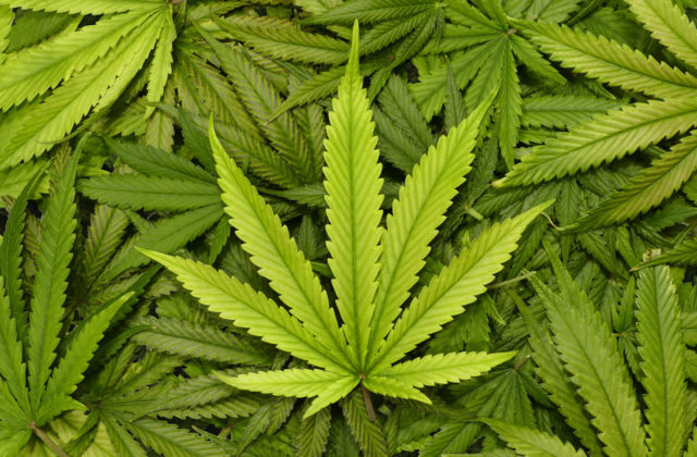 351368_marihuana 640x420.jpg