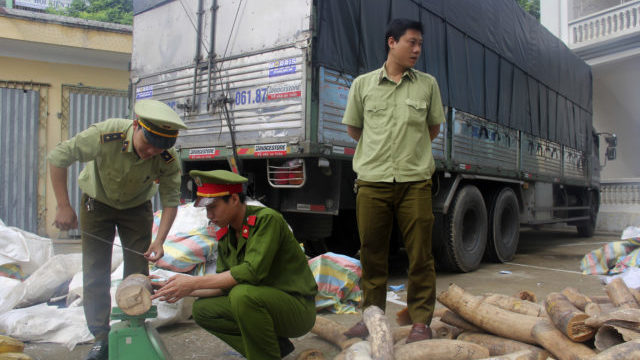 351544_vietnam_ivory_seizure_72878 f11b5ee1596e499682d8c37da80940e2 640x420.jpg