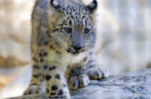 352417_leopard_snezny 640x420.jpg