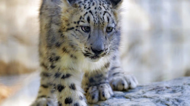 352417_leopard_snezny 640x420.jpg