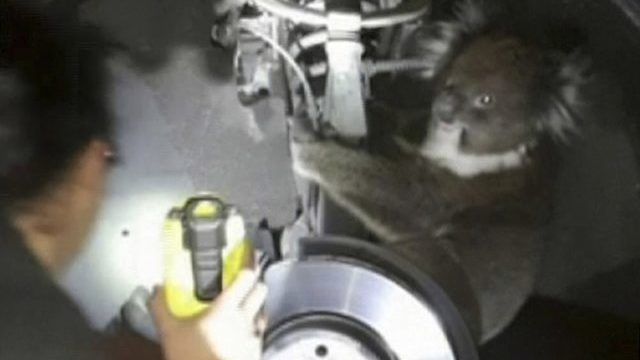 352435_koala 640x420.jpg