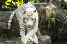 354744_biele tigre 640x420.jpg