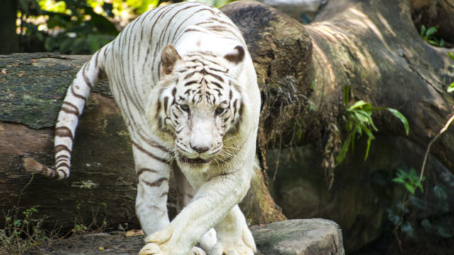 354744_biele tigre 640x420.jpg