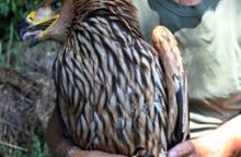 354933_orlica zora 1 640x420.jpg
