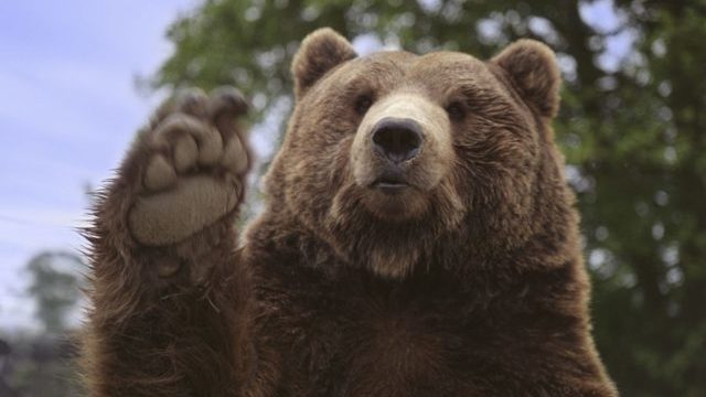 356244_medved 1 640x420.jpg