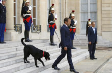 356261_france_macrons_dog_90802 15d0026ceb174fd29af10ff15b23f294 640x420.jpg