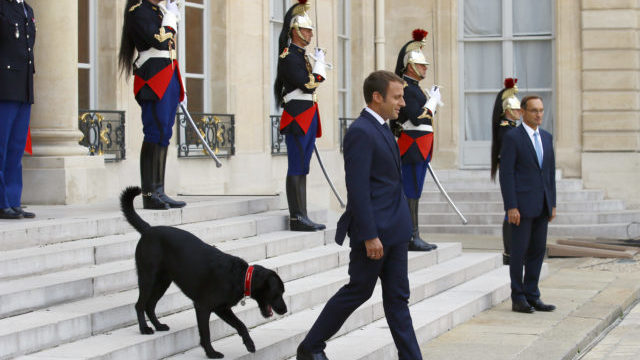 356261_france_macrons_dog_90802 15d0026ceb174fd29af10ff15b23f294 640x420.jpg