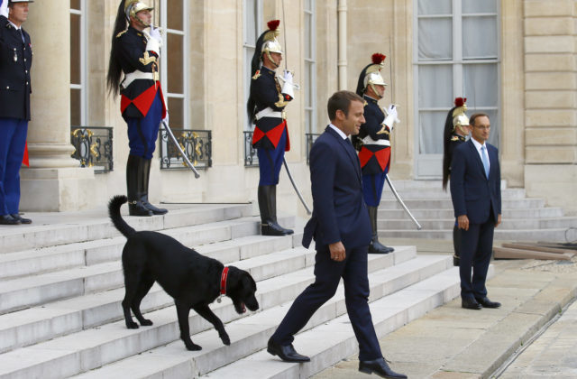 356261_france_macrons_dog_90802 15d0026ceb174fd29af10ff15b23f294 640x420.jpg