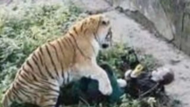 357695_tiger 320x210.jpg