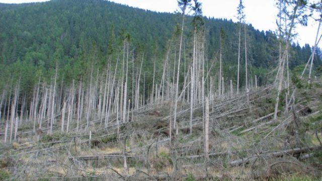 357976_tazba dreva 1 676x507.jpg