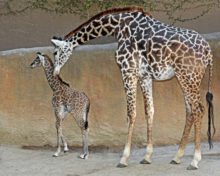 358614_baby_giraffe eb24e1337a37451ab2d5304064ebf0f3 676x540.jpeg