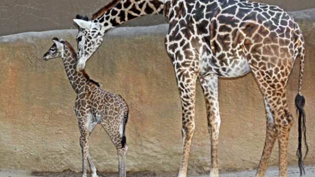 358614_baby_giraffe eb24e1337a37451ab2d5304064ebf0f3 676x540.jpeg
