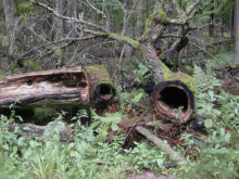 359334_poland_threatened_forest 6b259f38f77c4c9ebd2850e4aa69f301 676x507.jpeg