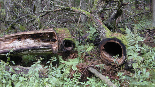 359334_poland_threatened_forest 6b259f38f77c4c9ebd2850e4aa69f301 676x507.jpeg
