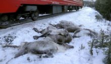360162_norway_reindeer_killed_17027 2c4108faa84b4b13b9ac209c1489771f 676x389.jpg