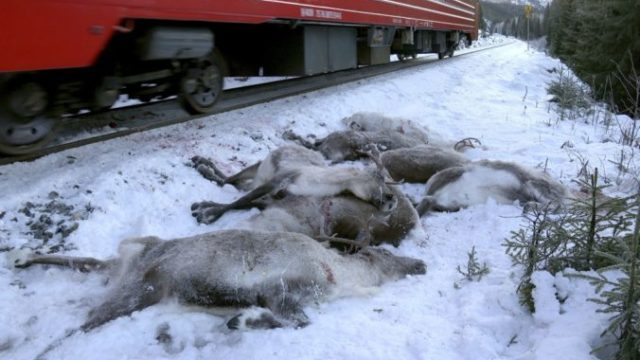 360162_norway_reindeer_killed_17027 2c4108faa84b4b13b9ac209c1489771f 676x389.jpg