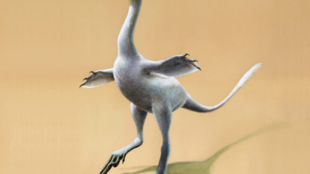 360900_duck_dinosaur_45626 85844aff77674a86880f7318d54e97a1 676x514.jpg