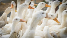 361106_thinkstockphotos 590068706 676x387.jpg