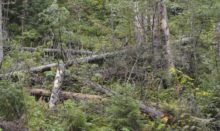 361603_strom 676x403.jpg