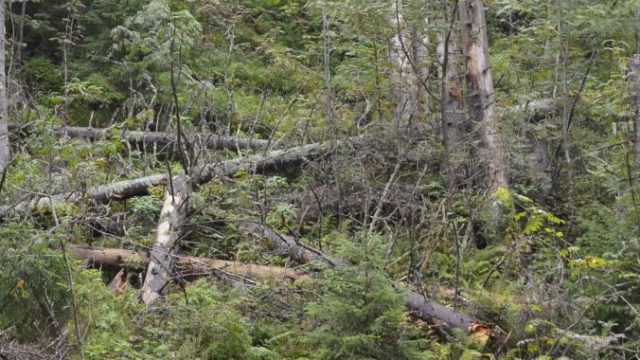 361603_strom 676x403.jpg