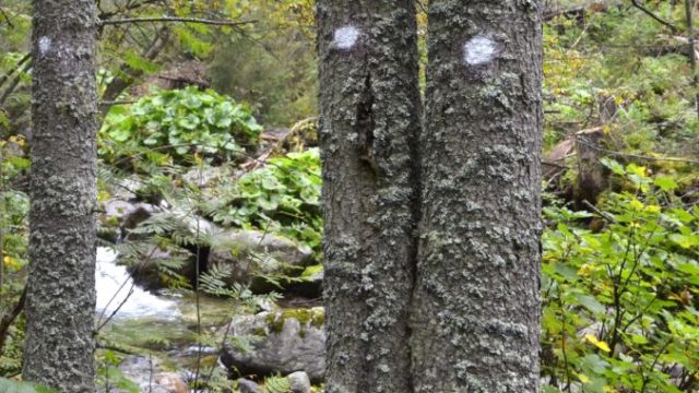 362034_les 676x429.jpg