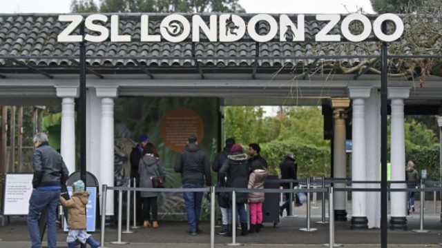363156_britain_zoo_fire_50910 2584ca68dd524fecbfcbcd7b2d865915 676x451.jpg
