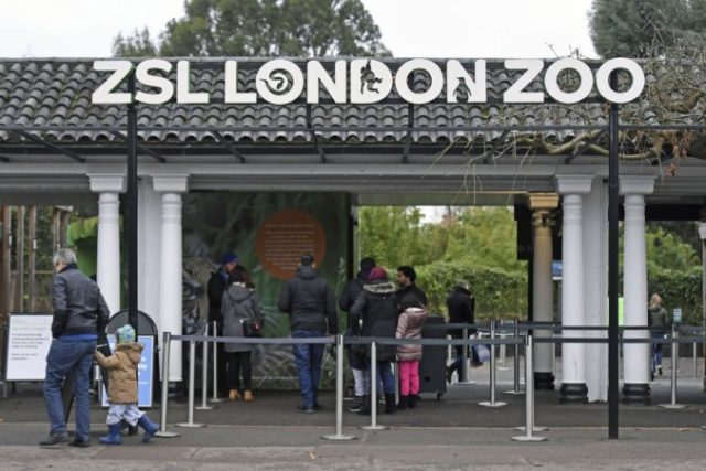 363156_britain_zoo_fire_50910 2584ca68dd524fecbfcbcd7b2d865915 676x451.jpg