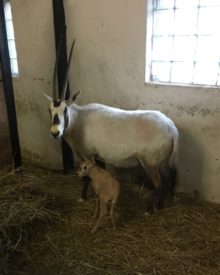 363494_oryx arabsky 676x846.jpg