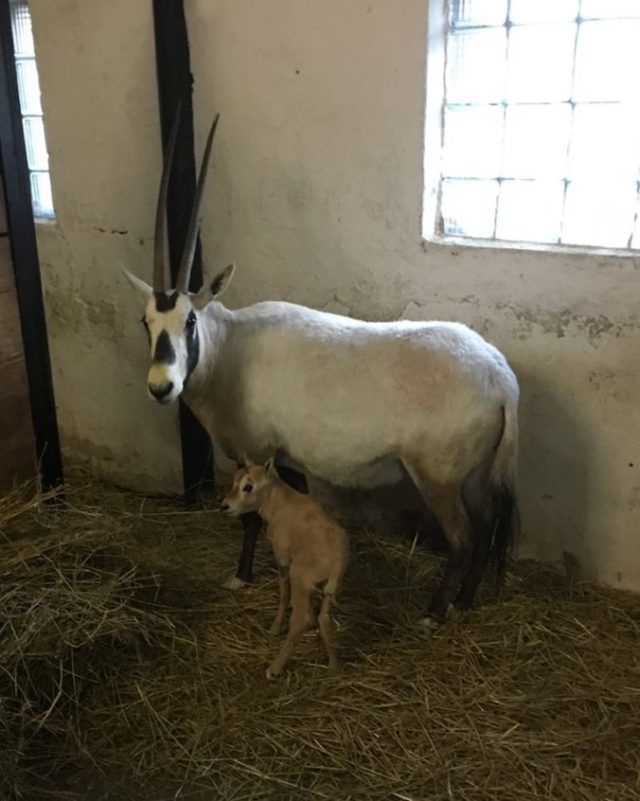 363494_oryx arabsky 676x846.jpg