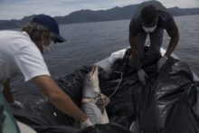 364087_brazil_dead_dolphins_66591 2554d2926d204a7ca97f37229f7e01e0 676x451.jpg