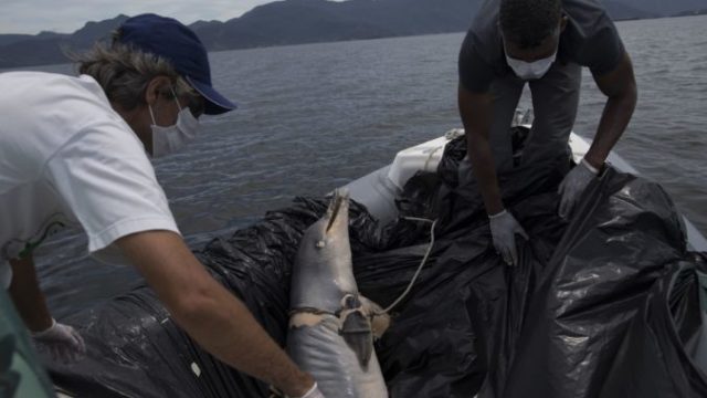 364087_brazil_dead_dolphins_66591 2554d2926d204a7ca97f37229f7e01e0 676x451.jpg