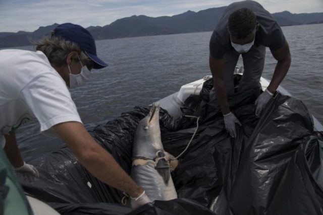 364087_brazil_dead_dolphins_66591 2554d2926d204a7ca97f37229f7e01e0 676x451.jpg