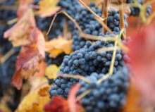 364211_dsc_7905 676x488.jpg
