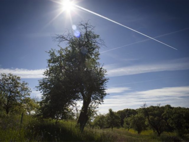 366469_jablon z bosace 676x507.jpg
