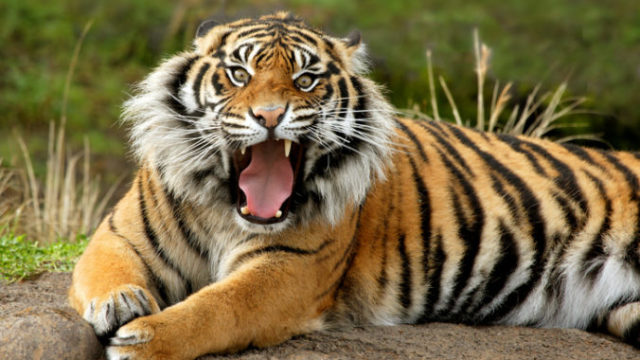 369679_tiger 1 676x451.jpg