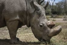 370431_kenya_ailing_rhino_99385 946455966baf485bb27be216ecab0fbf 676x450.jpg