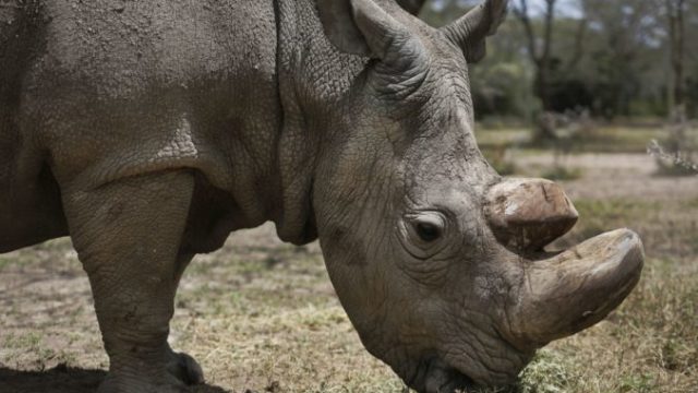 370431_kenya_ailing_rhino_99385 946455966baf485bb27be216ecab0fbf 676x450.jpg