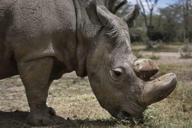 370431_kenya_ailing_rhino_99385 946455966baf485bb27be216ecab0fbf 676x450.jpg