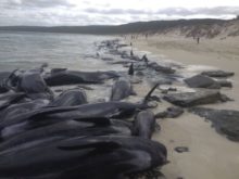 370713_australia_beached_whales_65486 f466d23da28b44289611cd53fd943d6a 676x507.jpg
