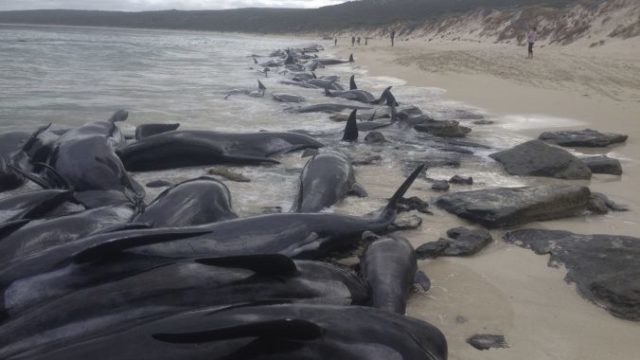 370713_australia_beached_whales_65486 f466d23da28b44289611cd53fd943d6a 676x507.jpg