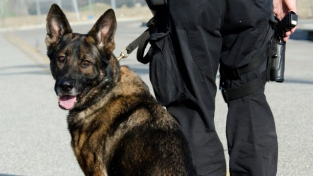 371165_policajny pes.jpg