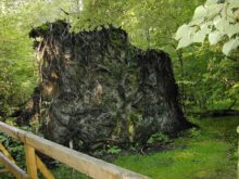 372797_poland_threatened_forest 42fd87a8106c484f91ce4cffbc267f60 676x507.jpeg